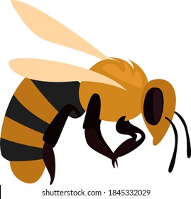 Wild bee, illustration, vector on white background