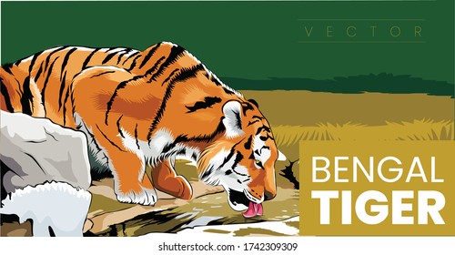 Wild Bengal Tiger drinking water from a pond in the jungle. Vector illustration. 