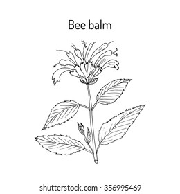 Wild Bergamot Or Bee Balm, Aromatic And Medicinal Plant. Vector Illustration