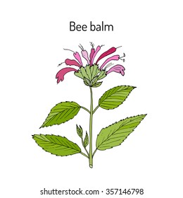 Wild bergamot or bee balm, aromatic and medicinal plant. Vector illustration