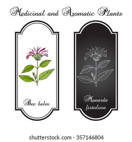 Wild bergamot or bee balm, aromatic and medicinal plant. Vector illustration