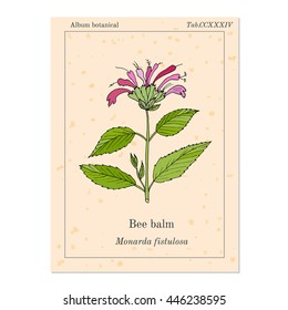Wild bergamot or bee balm, aromatic and medicinal plant. Vector illustration