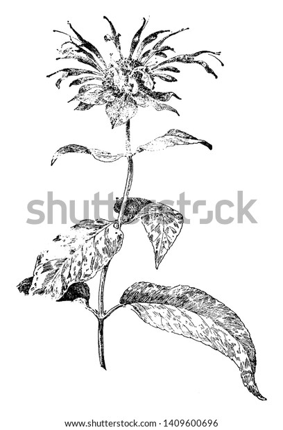 Bergamot Plant Leaves