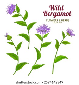 Wild Bergamot Plant  Colored Detailed Illustration