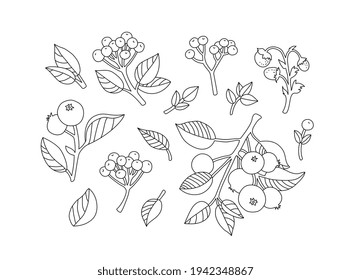 Wild berries, apple fruits isolated. Set collection, bundle. Vector artwork. Vintage style. Coloring book page. Black and white. Bohemian concept for wedding invitation card. Print, poster, wallpaper