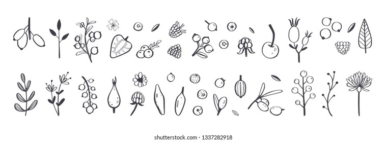 Wild Berries and fruits vector set. Raspberry, Cherry, strawberry, blackberry and other summer harvest. Hand drawn isolated objects on white. Botanical doodle illustration
