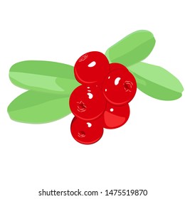 Wild berry cranberries (Vaccinium vitis-idaea). Ripe wild lingonberries. Wild berry cranberries. Lingonberries. Berries of wild cowberry. Cranberries isolated. Cranberry on white. Full depth of field.