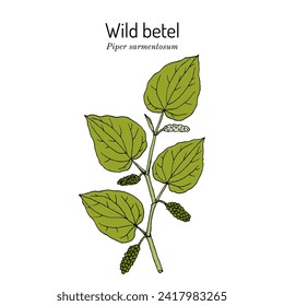 Wild betel (Piper sarmentosum), edible and medicinal plant. Hand drawn botanical vector illustration
