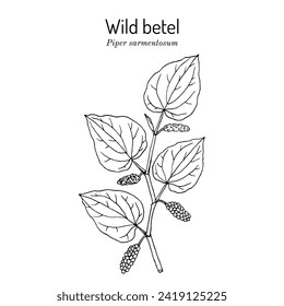 Wild betel (Piper sarmentosum), edible and medicinal plant. Hand drawn botanical vector illustration