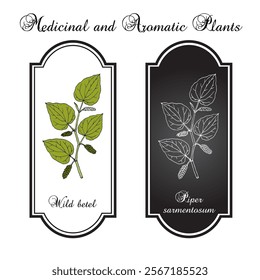 Wild betel (Piper sarmentosum), edible and medicinal plant. Hand drawn botanical vector illustration