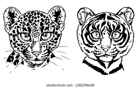 Wild big kitten graphics