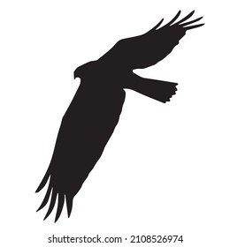 Wild bird flying black silhouette on white. Bird of prey vector illustration.
