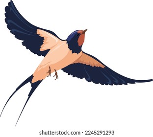 Wild bird flying. Swallow with wide wings isolated on white background