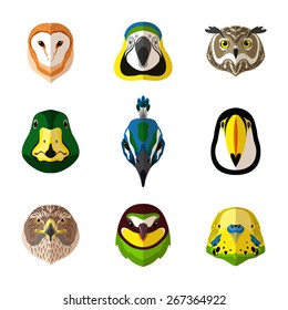 Wild bird front portrait set with owl parrot toucan isolated vector illustration