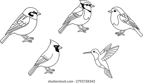 Wild bird line art illustration collection for coloring page design projects