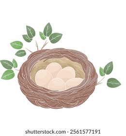 wild bird nest with eggs