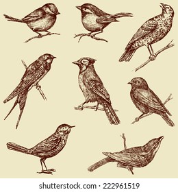 wild birds