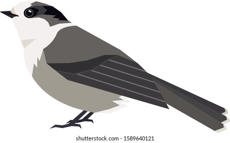 Wild birds Canada gray jay Vector illustration Isolated object set