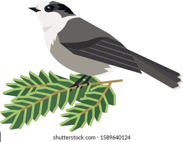 Wild birds Canada gray jay Vector illustration of a sitting bird on a pine branch Isolated object set