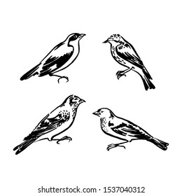 Wild birds collection. Vector animal illustration, hand drawn sketch silhouettes painted by ink, black isolated on white background.