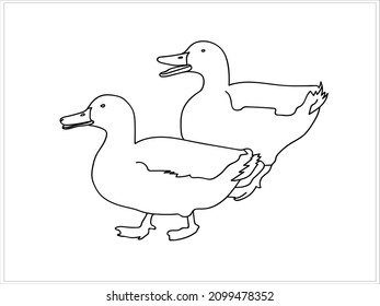Wild Birds. Ducks. Image White Colored Background.