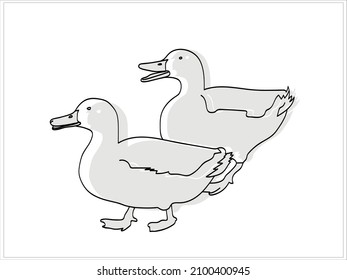Wild Birds Ducks Image White Colored Background