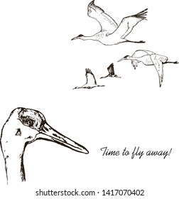Wild birds in flight vector. Animals in nature or in the sky. Cranes or Grus and stork or shadoof and Ciconia with wings. engraved sketch hand drawn in vintage style. Time to fly away.