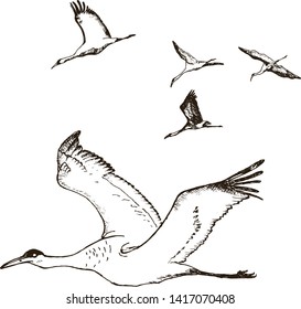 Wild birds in flight vector. Animals in nature or in the sky. Cranes or Grus and stork or shadoof and Ciconia with wings. engraved sketch hand drawn in vintage style. End of the summer idea.