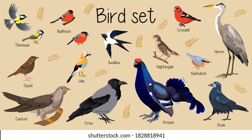 Wild birds, Forest bird, set birds, nuthatch, cuckoo, crow, rook, grouse, Heron, tit, thrush, tick, swallow, Nightingale, Jay, Bullfinch, Crossbill, Ouzel, titmouse