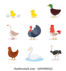 Wild birds and fowl flat illustrations set. Little yellow chick and egg shell isolated clipart. Domestic chicken, duck, hen and rooster. Exotic ostrich and white swan in pond cartoon drawing