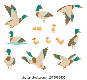 Wild birds. Funny ducks flying and swimming in water brown wings vector birds cartoon style