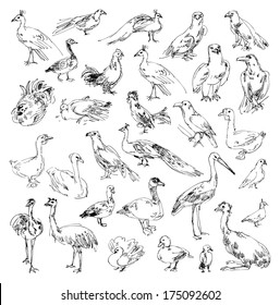 Wild birds. Zoo. Set. Hand-drawn. Vector illustration. Isolated on white background. Set