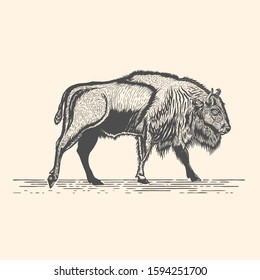 Wild Bison hand drawn engraving style