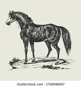 Wild Black Stallion Horse Vintage Drawing