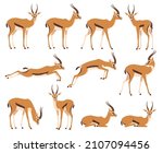 Аfrican wild black-tailed gazelle set. African antelope in different poses. Vector illustration isolated on white