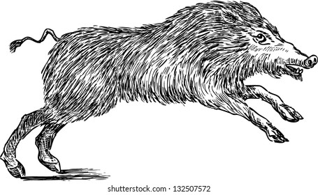 wild boar