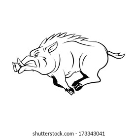 Wild Boar