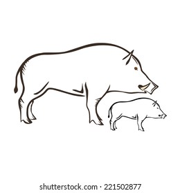 Wild Boar