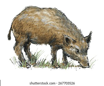 Wild boar