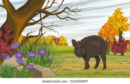 Wildschweine auf dem Herbstfeld. Herbstbaum, Feld und Dicken von violetten Asteroiden. Realistische Vektorlandschaft