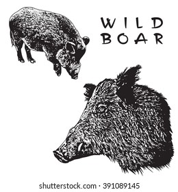 Wild Boar. Black and white image in engraving style.