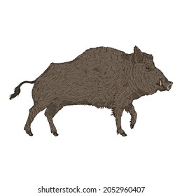 Wild Boar Cartoon Vector Illustration on White Background