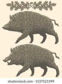 Wild boar. Design set. Hand drawn engraving. Editable vector vintage illustration. Isolated on light background. 8 EPS 