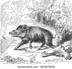 Wild boar, From the Dictionary of Word and Things, 1888.
