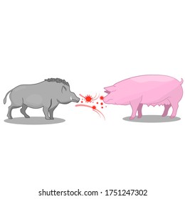 Wild boar direct contact to domestic pig 