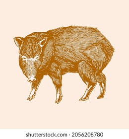 Wild boar engrave isolated vector illustration. The object of an old vintage sketch. Wildlife farmer animal concept. Animals of Europe series hand drawn art retro illustration