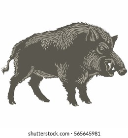 Wild Boar enraged, illustration, vector