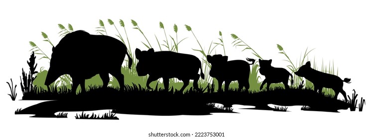 Wildschweinfamilie in Sumpf auf der Suche nach Essen. Tier in natürlichen Lebensräumen. Wildschwein-Illustration. Einzeln auf weißem Hintergrund. Vektorgrafik