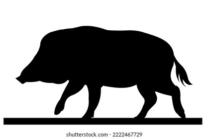 Wild boar female in search of food. Animal in natural habitat. Wild pig illustration. Isolated on white background. Vector