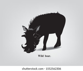 The wild boar in the 
forest.